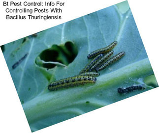 Bt Pest Control: Info For Controlling Pests With Bacillus Thuringiensis