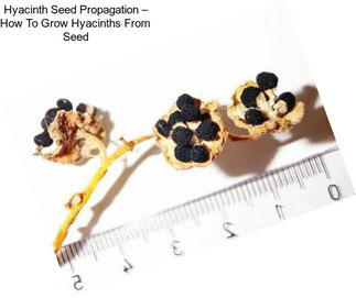 Hyacinth Seed Propagation – How To Grow Hyacinths From Seed