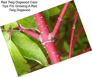 Red Twig Dogwood Care: Tips For Growing A Red Twig Dogwood