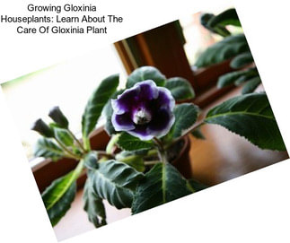 Growing Gloxinia Houseplants: Learn About The Care Of Gloxinia Plant