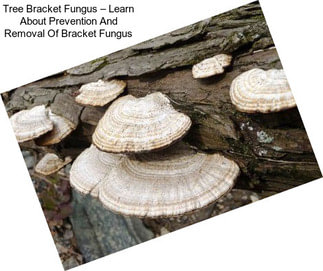 Tree Bracket Fungus – Learn About Prevention And Removal Of Bracket Fungus