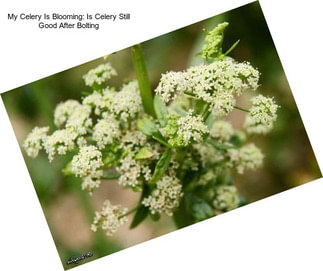 My Celery Is Blooming: Is Celery Still Good After Bolting