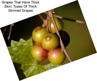 Grapes That Have Thick Skin: Types Of Thick Skinned Grapes
