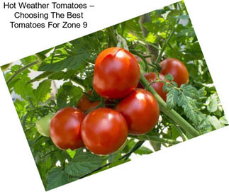 Hot Weather Tomatoes – Choosing The Best Tomatoes For Zone 9