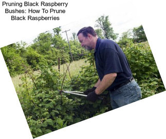Pruning Black Raspberry Bushes: How To Prune Black Raspberries