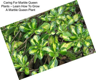Caring For Marble Queen Plants – Learn How To Grow A Marble Queen Plant