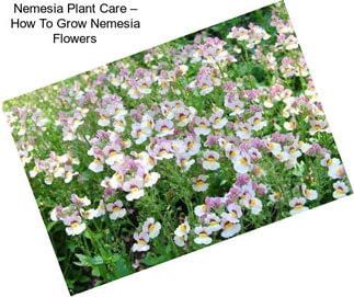 Nemesia Plant Care – How To Grow Nemesia Flowers