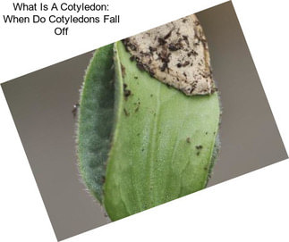 What Is A Cotyledon: When Do Cotyledons Fall Off