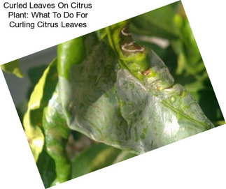 Curled Leaves On Citrus Plant: What To Do For Curling Citrus Leaves