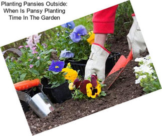 Planting Pansies Outside: When Is Pansy Planting Time In The Garden