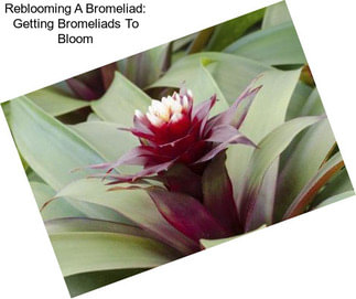 Reblooming A Bromeliad: Getting Bromeliads To Bloom