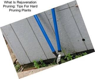 What Is Rejuvenation Pruning: Tips For Hard Pruning Plants