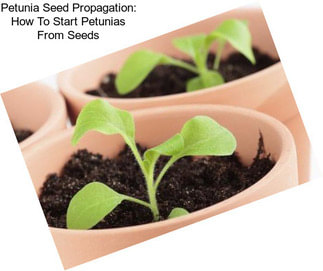 Petunia Seed Propagation: How To Start Petunias From Seeds