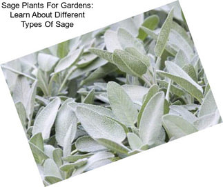 Sage Plants For Gardens: Learn About Different Types Of Sage