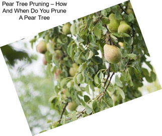 Pear Tree Pruning – How And When Do You Prune A Pear Tree