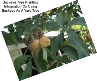 Buckeye Tree Planting: Information On Using Buckeye As A Yard Tree