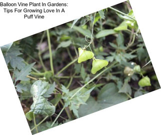 Balloon Vine Plant In Gardens: Tips For Growing Love In A Puff Vine