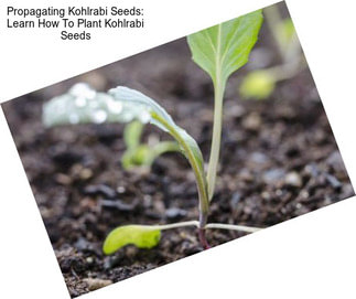 Propagating Kohlrabi Seeds: Learn How To Plant Kohlrabi Seeds