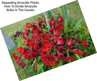 Separating Amaryllis Plants: How To Divide Amaryllis Bulbs In The Garden