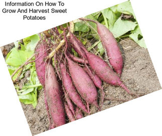 Information On How To Grow And Harvest Sweet Potatoes