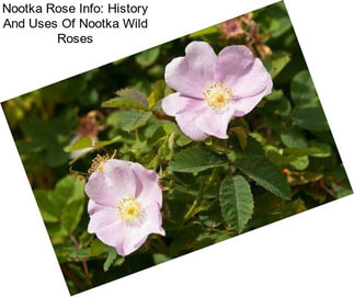 Nootka Rose Info: History And Uses Of Nootka Wild Roses