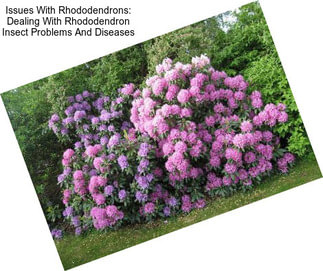 Issues With Rhododendrons: Dealing With Rhododendron Insect Problems And Diseases