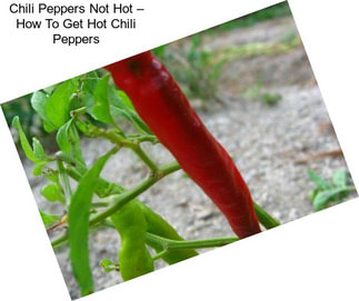 Chili Peppers Not Hot – How To Get Hot Chili Peppers