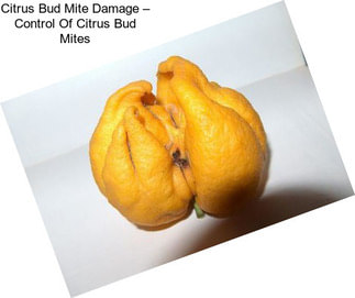 Citrus Bud Mite Damage – Control Of Citrus Bud Mites