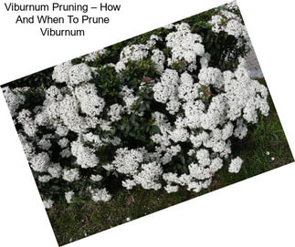 Viburnum Pruning – How And When To Prune Viburnum
