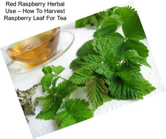 Red Raspberry Herbal Use – How To Harvest Raspberry Leaf For Tea
