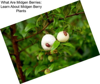 What Are Midgen Berries: Learn About Midgen Berry Plants