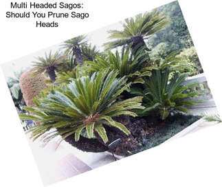 Multi Headed Sagos: Should You Prune Sago Heads