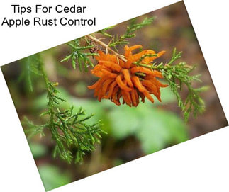 Tips For Cedar Apple Rust Control