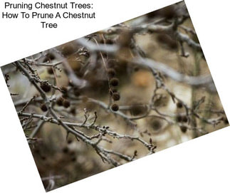 Pruning Chestnut Trees: How To Prune A Chestnut Tree