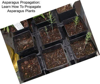 Asparagus Propagation: Learn How To Propagate Asparagus Plants