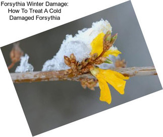 Forsythia Winter Damage: How To Treat A Cold Damaged Forsythia