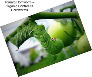 Tomato Hornworm – Organic Control Of Hornworms