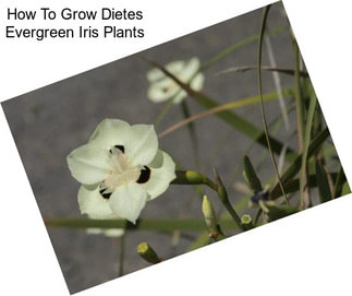 How To Grow Dietes Evergreen Iris Plants