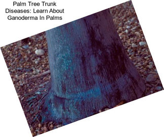 Palm Tree Trunk Diseases: Learn About Ganoderma In Palms