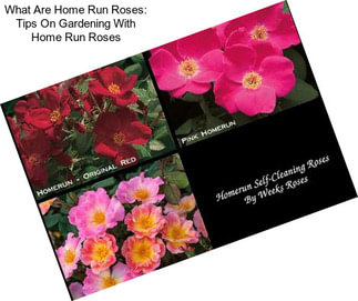 What Are Home Run Roses: Tips On Gardening With Home Run Roses