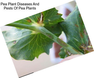 Pea Plant Diseases And Pests Of Pea Plants