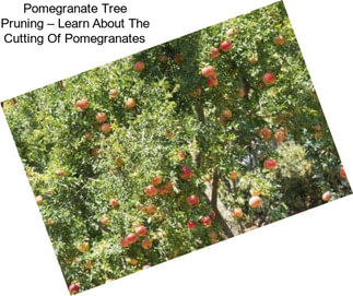 Pomegranate Tree Pruning – Learn About The Cutting Of Pomegranates