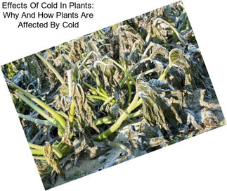 Effects Of Cold In Plants: Why And How Plants Are Affected By Cold