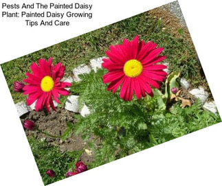 Pests And The Painted Daisy Plant: Painted Daisy Growing Tips And Care