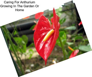 Caring For Anthurium Growing In The Garden Or Home