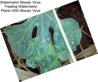 Watermelon Mosaic Virus: Treating Watermelon Plants With Mosaic Virus