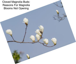 Closed Magnolia Buds: Reasons For Magnolia Blooms Not Opening