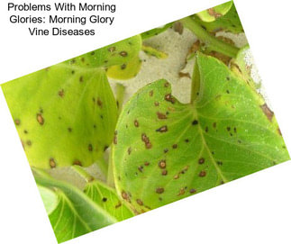 Problems With Morning Glories: Morning Glory Vine Diseases