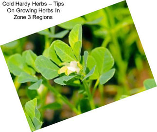 Cold Hardy Herbs – Tips On Growing Herbs In Zone 3 Regions