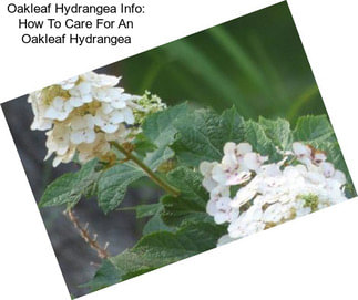 Oakleaf Hydrangea Info: How To Care For An Oakleaf Hydrangea
